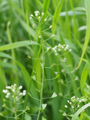 Capsella bursa-pastoris