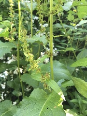 Rumex