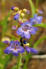 Penstemon watsonii