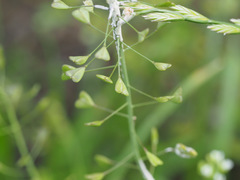 Capsella bursa-pastoris