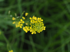 Sisymbrium loeselii