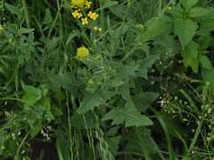 Sisymbrium loeselii