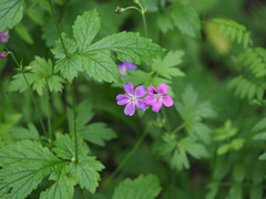 Geranium palustre
