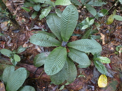 Psychotria micheliae