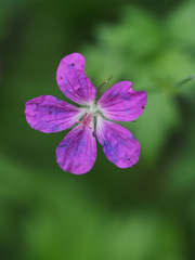 Geranium palustre