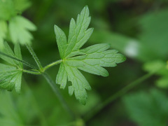 Geranium palustre
