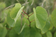 Cercis siliquastrum
