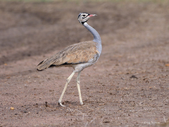 Eupodotis senegalensis