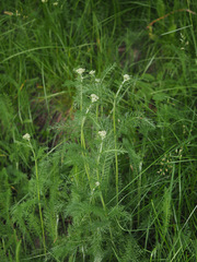 Achillea millefolium