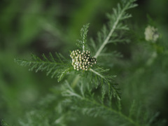 Achillea millefolium
