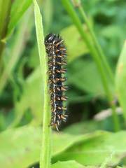 Melitaea phoebe