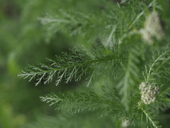 Achillea millefolium