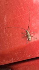 Monochamus carolinensis