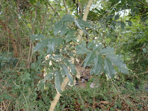 Image of Millettia grandis by (c) Mahomed Desai, some rights reserved (CC BY)