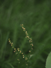 Rumex