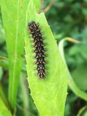 Melitaea phoebe