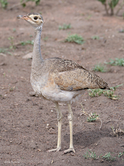 Eupodotis senegalensis