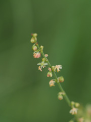 Rumex