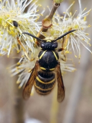 Dolichovespula saxonica