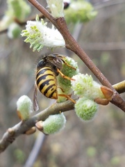 Dolichovespula saxonica
