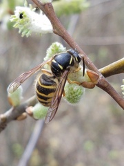 Dolichovespula saxonica