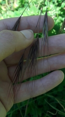 Bromus sterilis