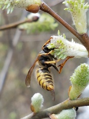 Dolichovespula saxonica