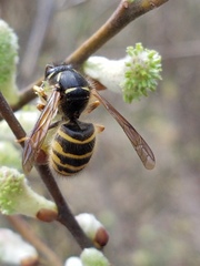 Dolichovespula saxonica