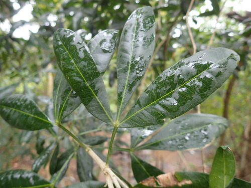 Image of Vepris trichocarpa by (c) Mahomed Desai, some rights reserved (CC BY)