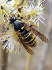 Dolichovespula saxonica