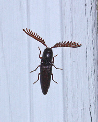 Dicrepidius palmatus