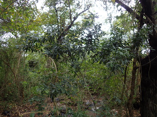 Image of Vepris trichocarpa by (c) Mahomed Desai, some rights reserved (CC BY)