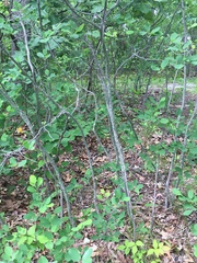 Amelanchier stolonifera