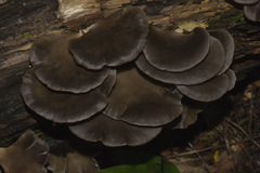 Pleurotus purpureo-olivaceus