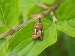 Olethreutes arcuella