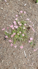 Phlox adsurgens