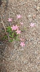 Phlox adsurgens