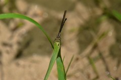 Argia tibialis