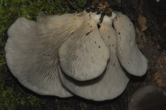 Pleurotus purpureo-olivaceus
