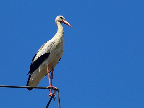 Cigüeña blanca (Ciconia ciconia)