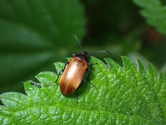Pseudocistela ceramboides