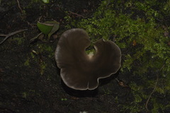 Pleurotus purpureo-olivaceus