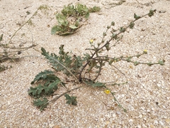 Verbascum pinnatifidum