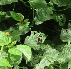 Dynamine postverta
