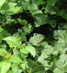 Dynamine postverta