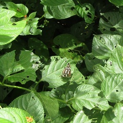 Dynamine postverta