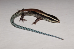 Mayan Black-Headed Skink photo 5