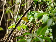 Phoebis neocypris virgo