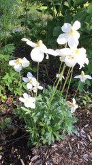 Anemonoides sylvestris