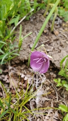 Calochortus nudus